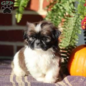 Duchess, Shih Tzu Puppy
